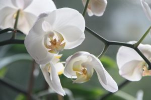 8_orchid-4780_640