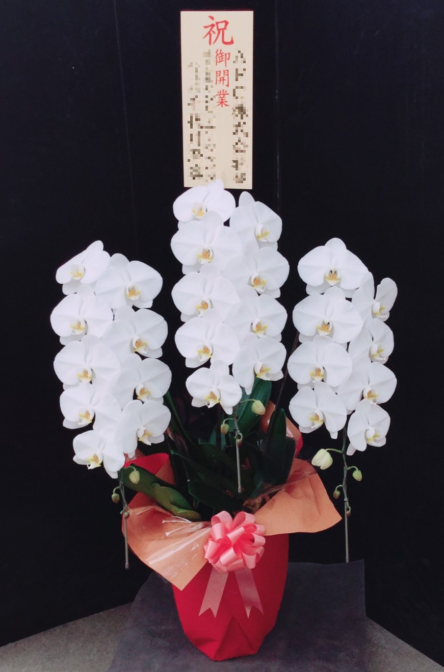 開店・開業・就任祝いなどのビジネスシーンのお祝いに、白色の胡蝶蘭が選ばれる理由 | 蘭すぐ.net ブログ